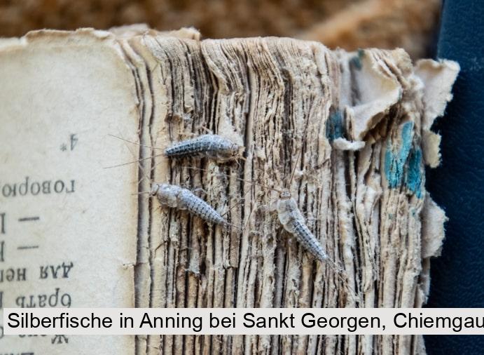 Silberfische in Anning bei Sankt Georgen, Chiemgau